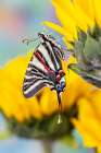 Zebra swallowtail butterfly, native to eastern US, on sunflowers Art Print